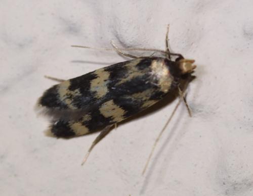 Oegoconia sp.